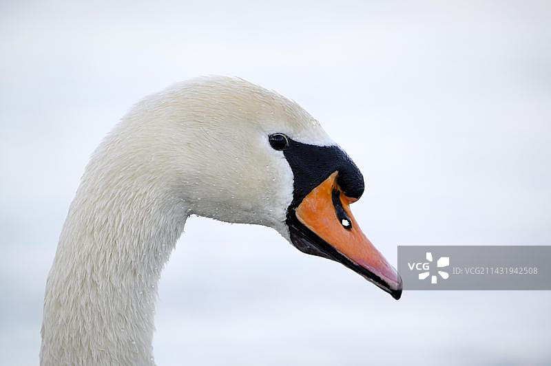 疣鼻天鹅（Cygnus olor）成年个体，肖像，德国北莱茵-威斯特法伦州图片素材