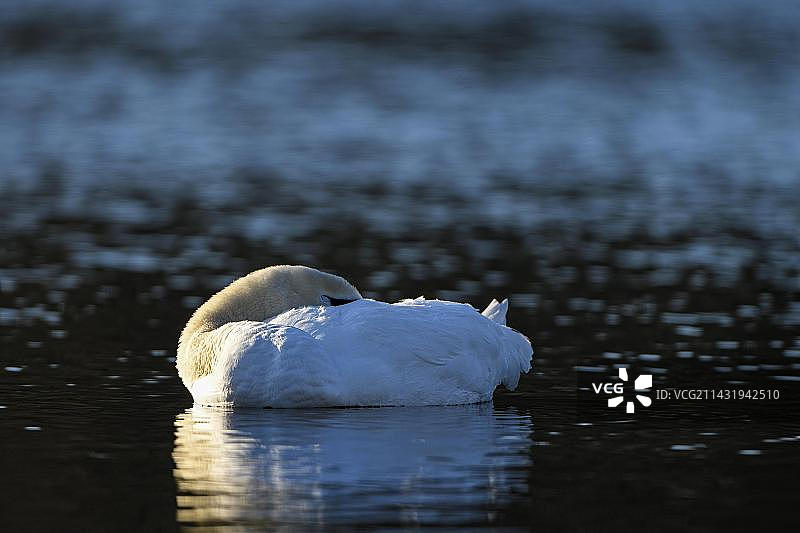 疣鼻天鹅，成年鸟类，休息，德国北莱茵-威斯特法伦州海利根豪斯，欧洲图片素材