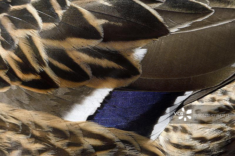 雌性绿头鸭翅尖羽毛细节，德国北莱茵-威斯特法伦州图片素材