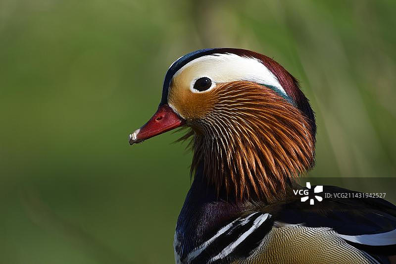 求偶期的鸳鸯雄鸟写真，德国图片素材