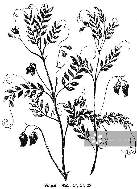 扁豆、蔬菜、树枝、树叶、水果、食物，《旧约撒母耳记下》第17章第28节，1850年中东历史插图图片素材