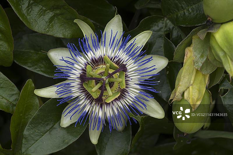 蓝色西番莲花图片素材