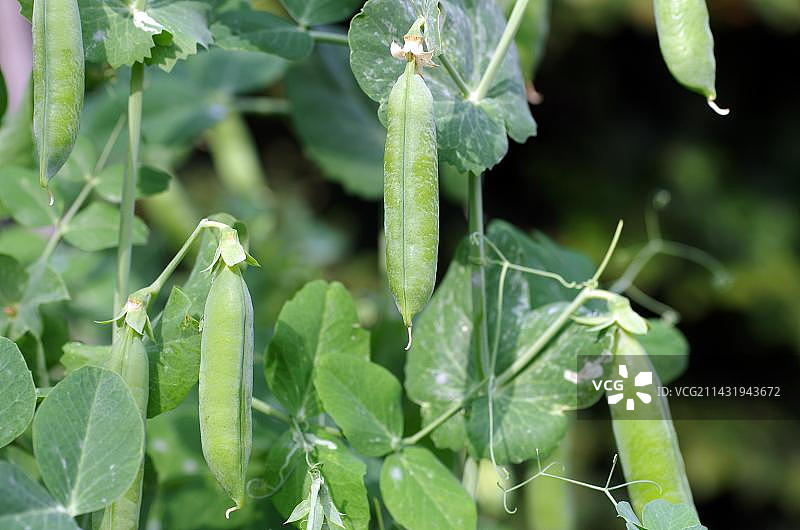 花园中悬挂在植物上的糖 snap 豌豆特写图片素材