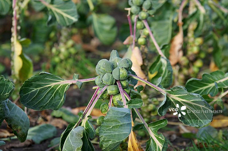 田地里新鲜的球芽甘蓝（甘蓝品种）图片素材