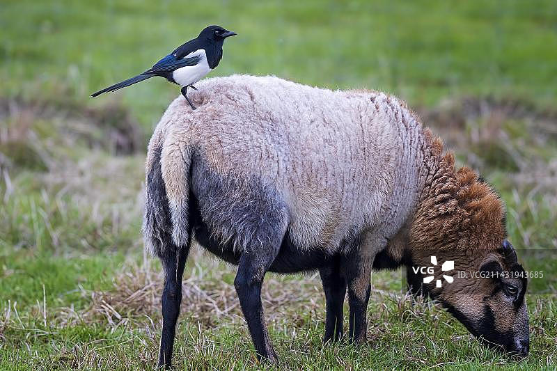 欧洲喜鹊栖息在绵羊身上，位于德国萨克森-安哈尔特州易北河漫滩草甸的牧场图片素材