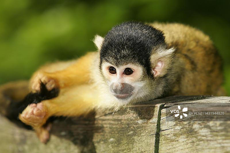 普通松鼠猴，圈养，荷兰图片素材