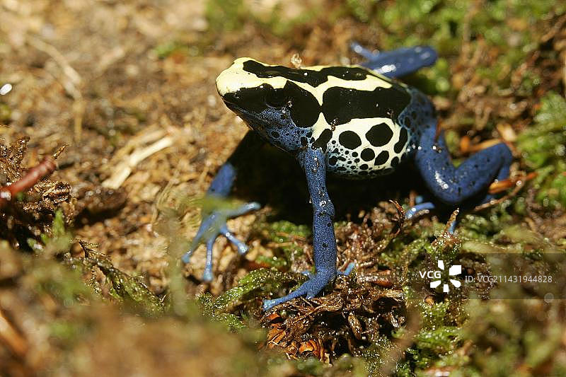 染色箭毒蛙图片素材