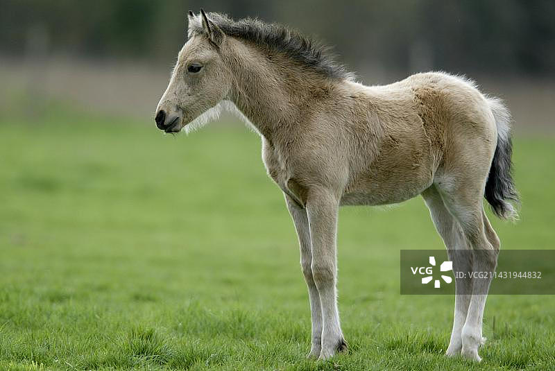 海福灵格马图片素材