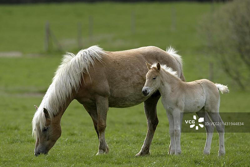 海福灵格马图片素材