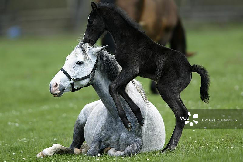 德国骑乘小马图片素材