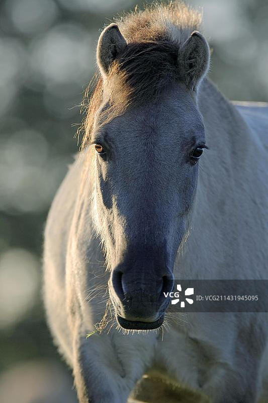 德国迪尔门野生马图片素材