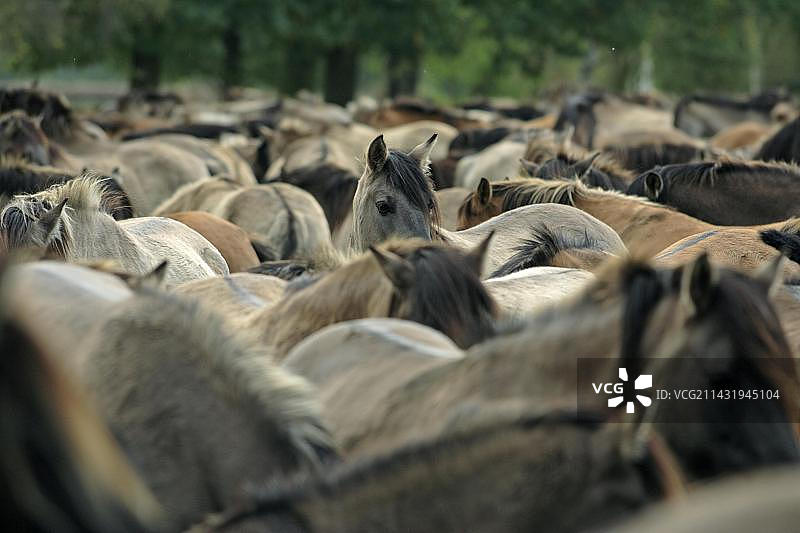 德国迪尔门野生马图片素材