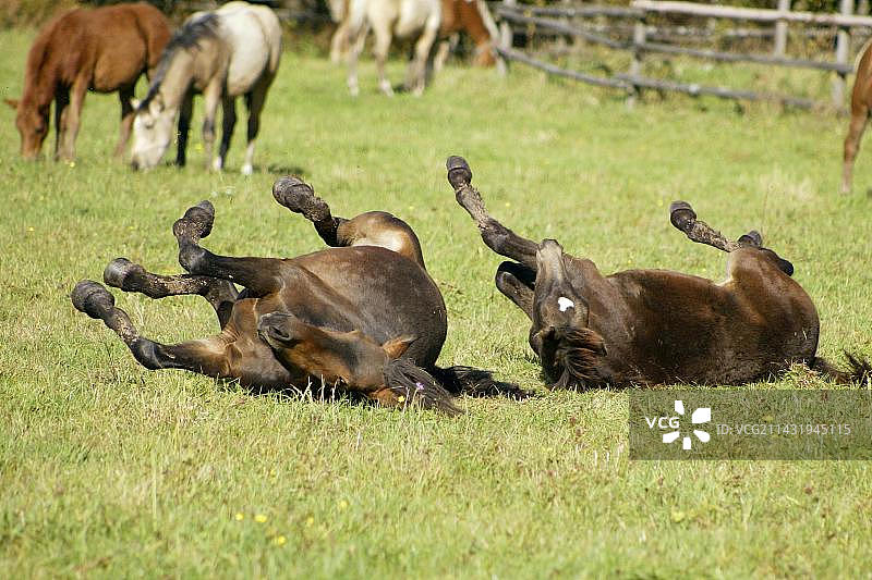 海福灵格马图片素材