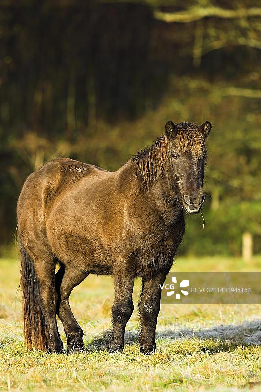 冰岛马图片素材