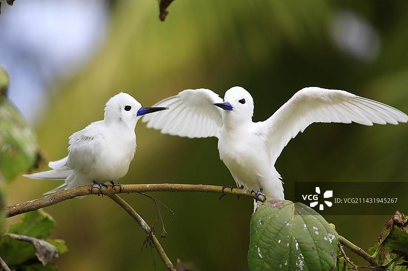 白玄鸥，鸟岛，塞舌尔图片素材