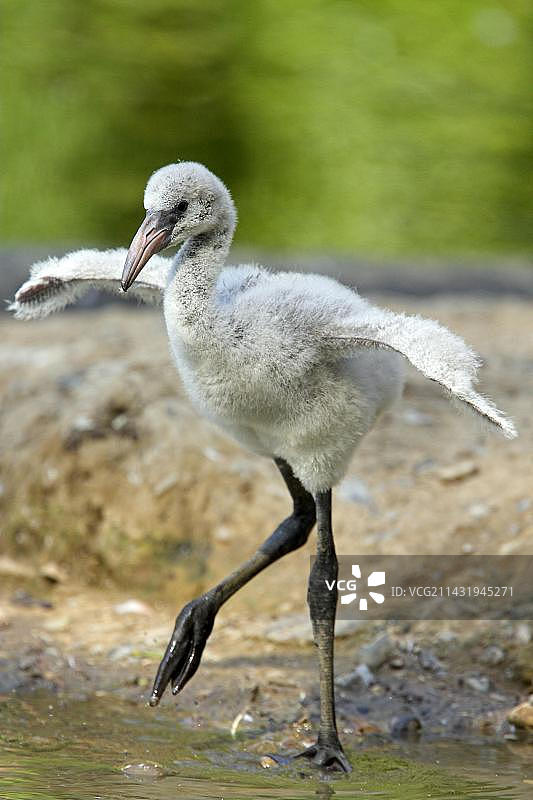 粉色美洲红鹳（红鹳），圈养图片素材