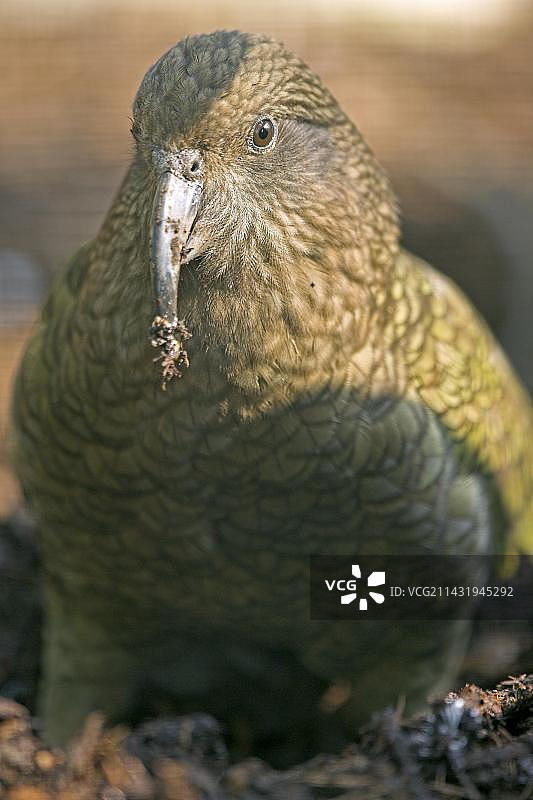 鸮鹦鹉（学名：Nestor notabilis），圈养，德国，欧洲图片素材