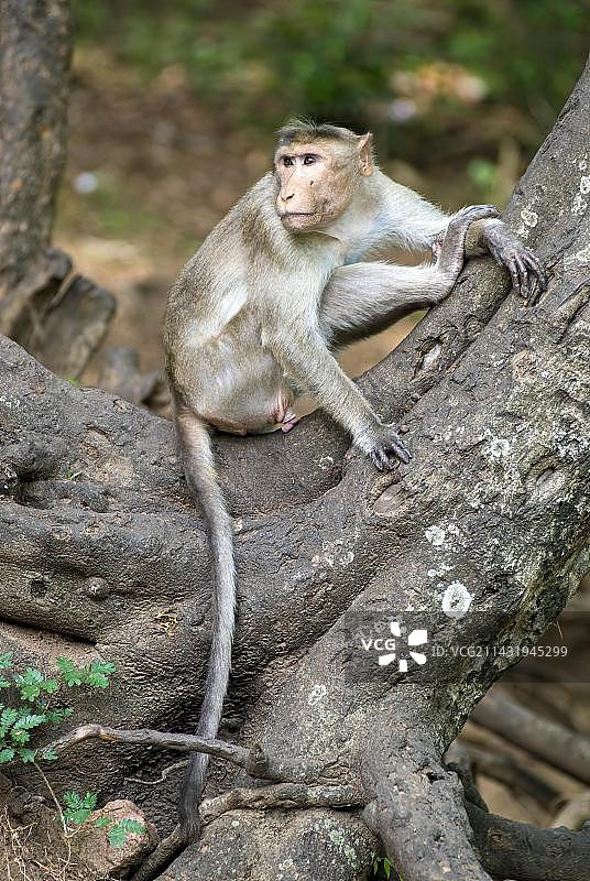 印度南部马杜赖附近阿拉加尔科维尔帕扎穆迪尔科莱山的恒河猴图片素材