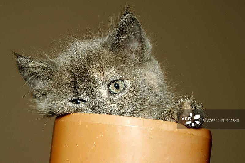 家猫，公寓猫，小猫图片素材