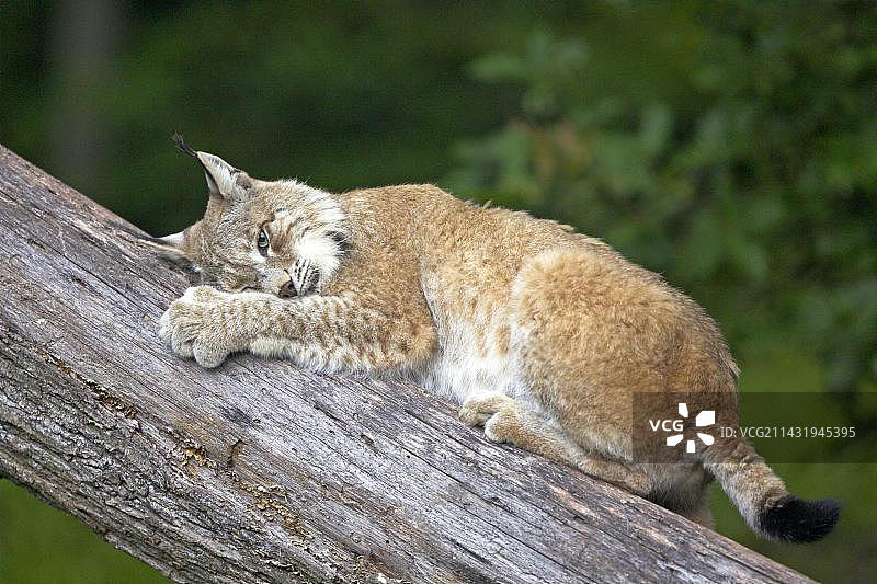 欧亚猞猁（猞猁属），圈养，德国，欧洲图片素材