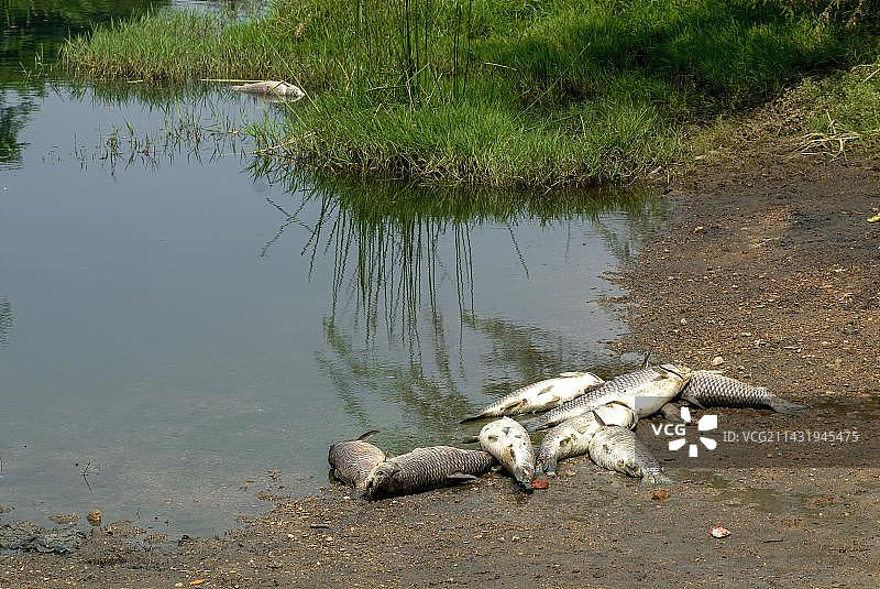 因染色单位废水排放导致鱼类大量死亡后，诺亚尔河沿岸的死鱼。哥印拜陀，泰米尔纳德邦，南印度，印度，亚洲图片素材
