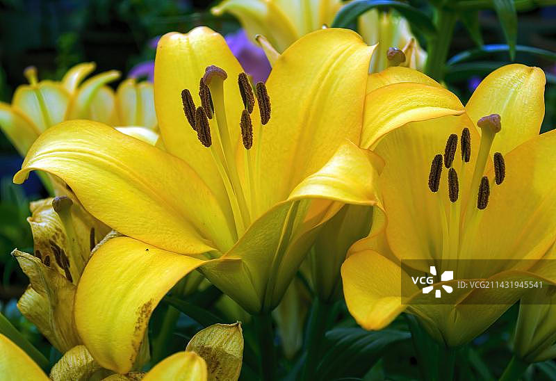 复活节百合花图片素材