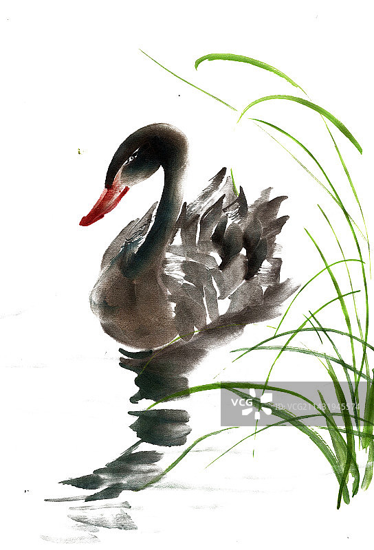 黑色的天鹅图片素材