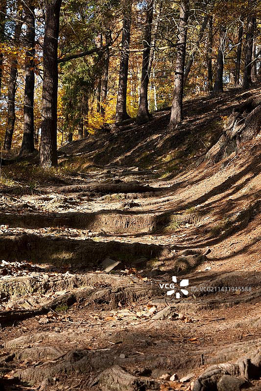 森林的路径图片素材