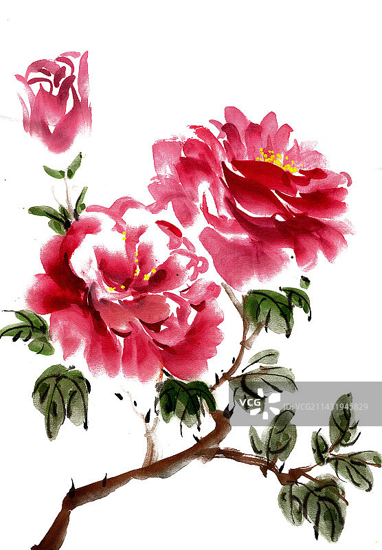 红色的牡丹花图片素材