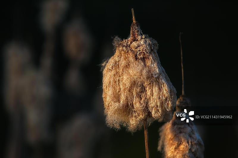 水生植物芦苇图片素材