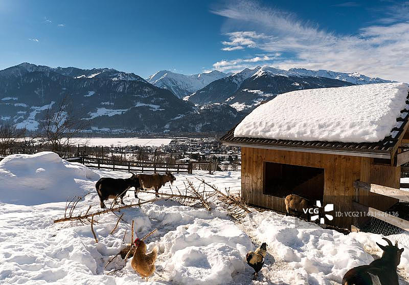 瑞士格劳宾登州迈恩费尔德：海蒂村冬季景观图片素材