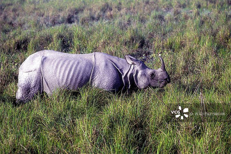 印度独角犀牛：卡齐兰加国家公园，阿萨姆邦，印度东北部图片素材