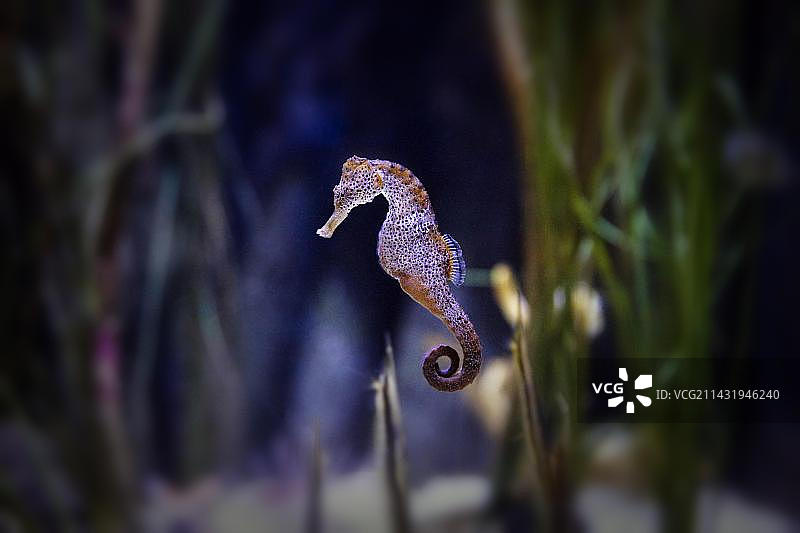 在汉诺威水族馆游泳的 spotted long-snouted 海马图片素材