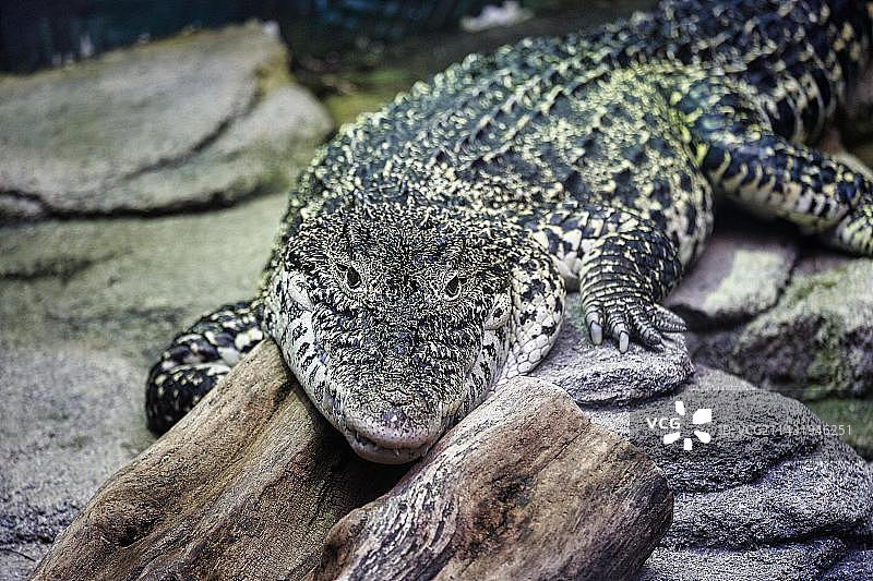 古巴鳄鱼，汉诺威海洋生物馆，德国下萨克森州图片素材