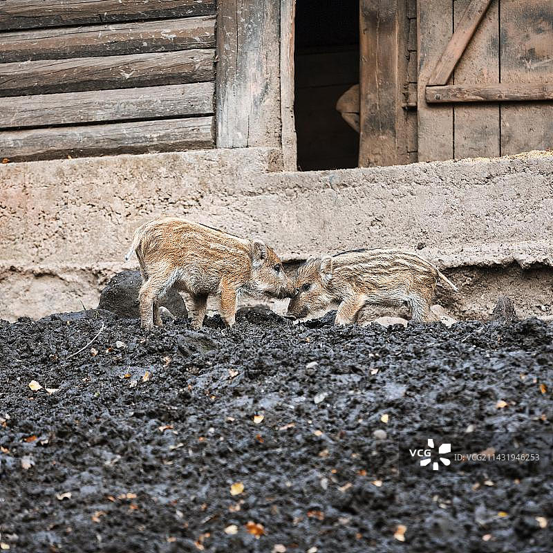 两只野猪在泥潭里，幼崽在围栏里玩耍图片素材