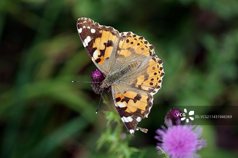 特写：蓟蝴蝶展开翅膀图片素材