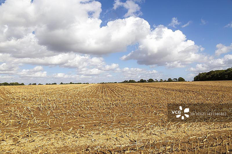 玉米收获后田野里的残茬，英国萨福克郡图片素材