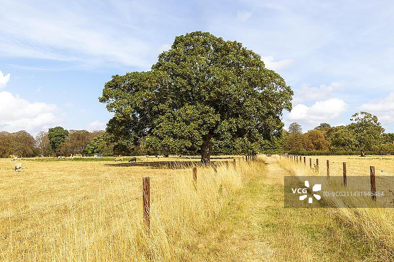 夏季的田间小路，梧桐树，英国萨福克郡图片素材