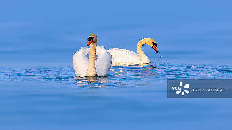 疣鼻天鹅--自在空间图片素材