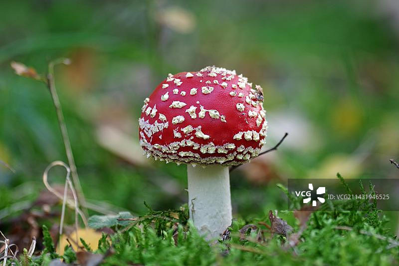 特写：森林地面上的毒蝇伞图片素材