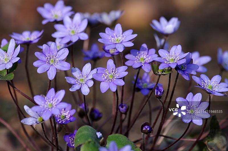 特写：地钱（Hepatica nobilis），春季地钱的紫色花朵图片素材