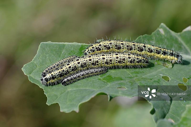 特写：菜粉蝶的毛毛虫，大型菜粉蝶（Pieris brassicae）的毛毛虫在叶子上。图片素材