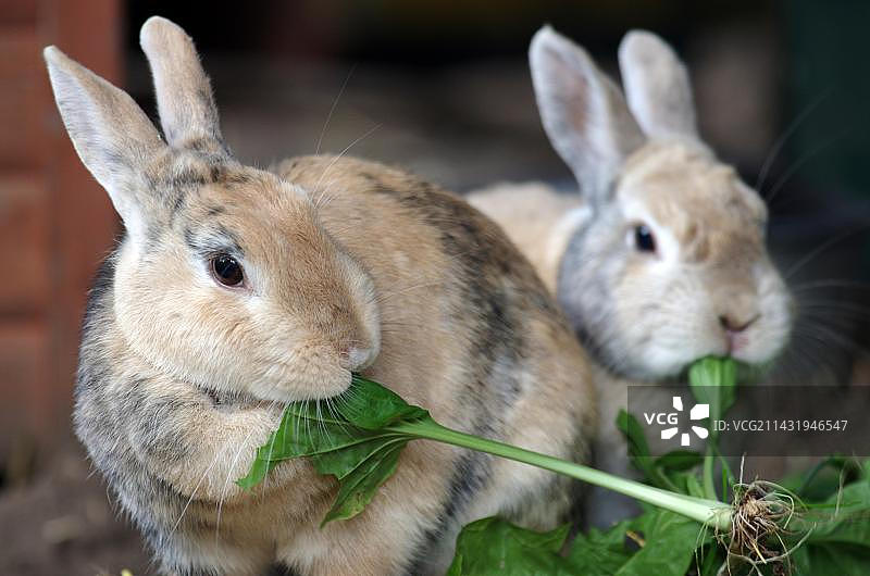 家兔（家兔），两只，正在吃东西，围栏里有两只兔子正在吃绿叶图片素材