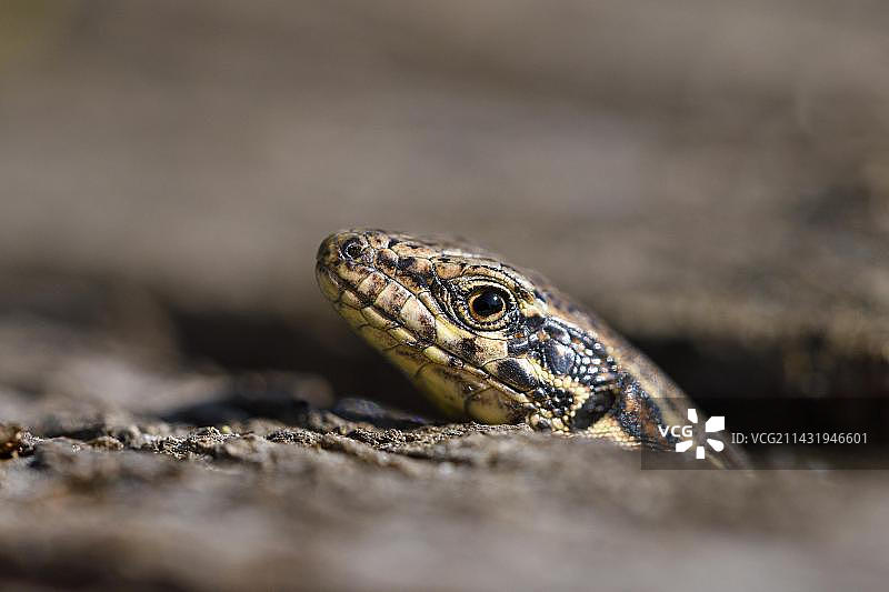 墙蜥蜴，栖息在废弃铁路，德国鲁尔区图片素材