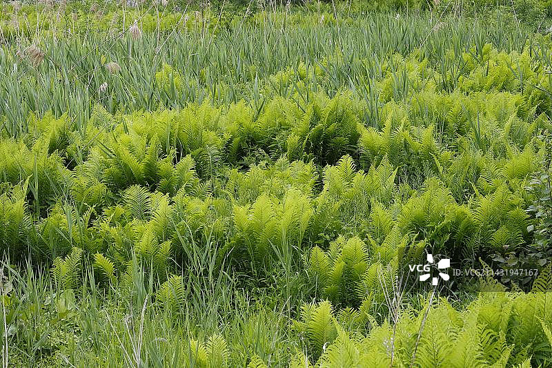 加拿大魁北克省的自然混合植被景观图片素材