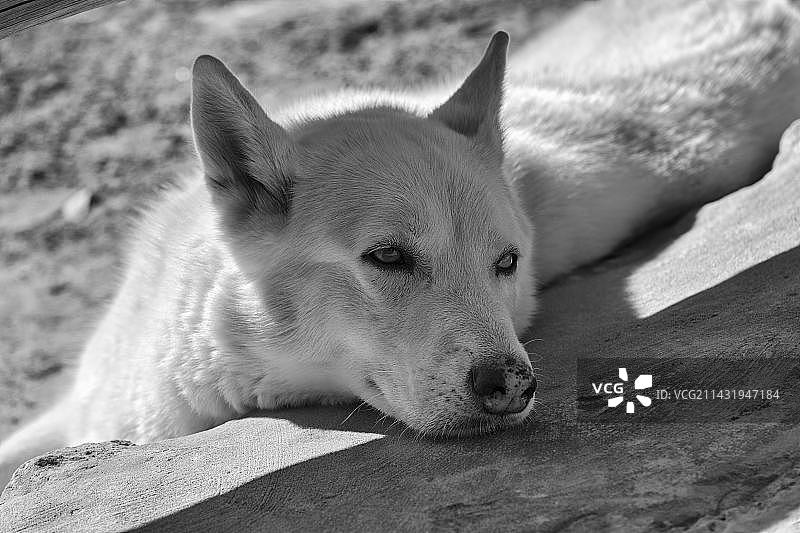 一只眼睛失明的狗，看起来很悲伤，特写，黑白照片，摩洛哥，非洲图片素材