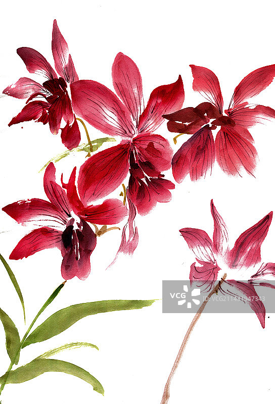 紫红色的花朵图片素材