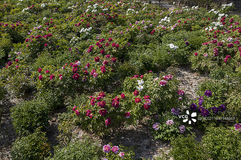 俯瞰中国菏泽牡丹园图片素材