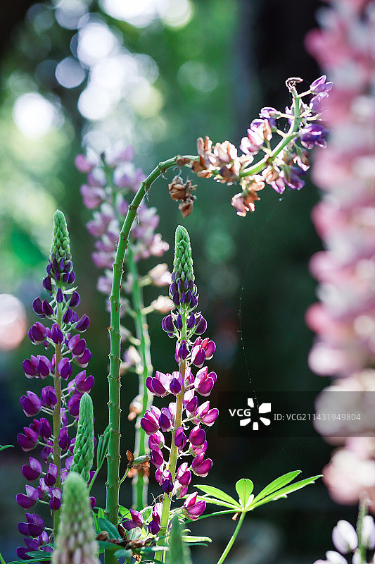 羽扇豆图片素材