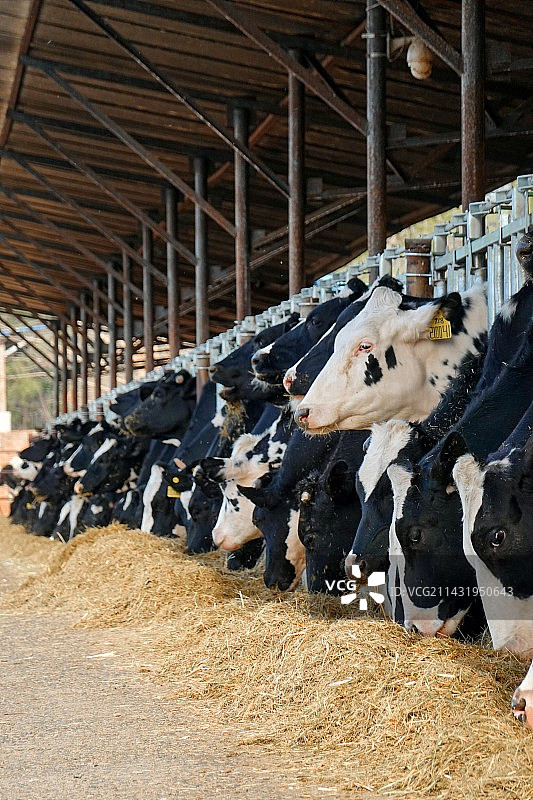 奶牛场图片素材